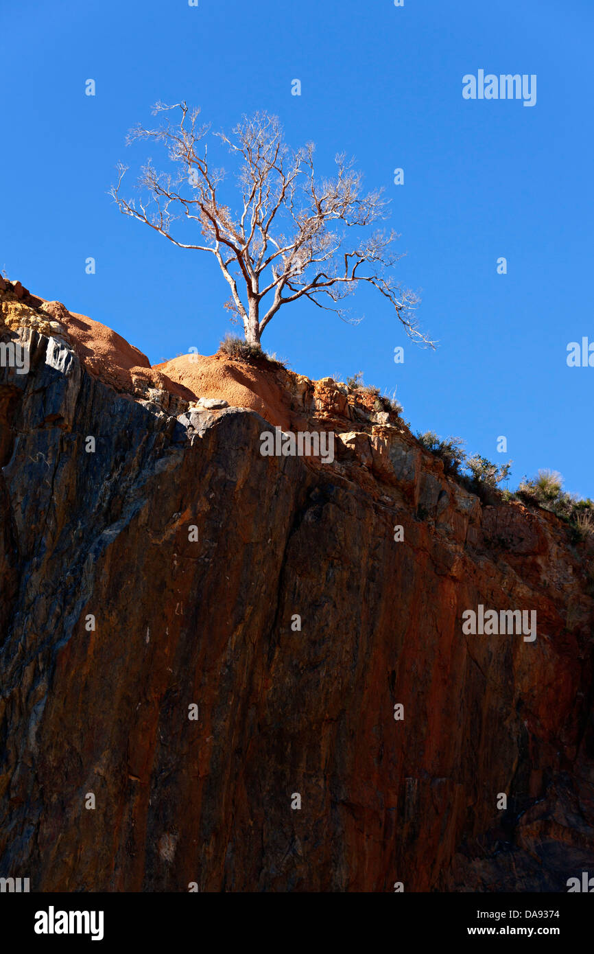 Dead eucalyptus tree on top of rocky cliff face, Western Australia Stock Photo