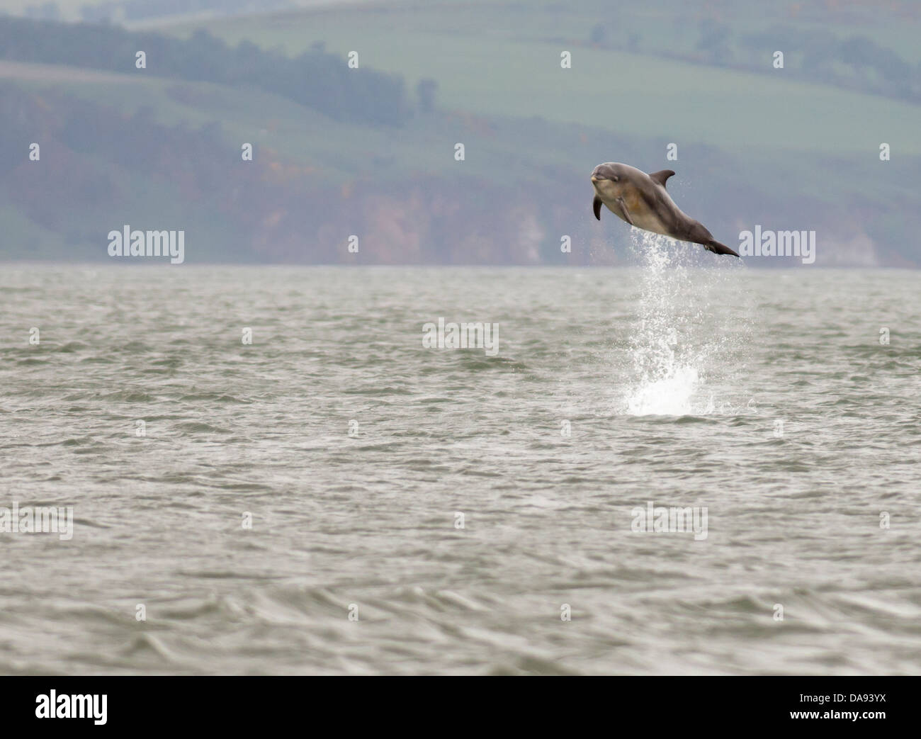 Bottlenose Dolphin leaping for Salmon at Chanonry Point, Scotland Stock Photo