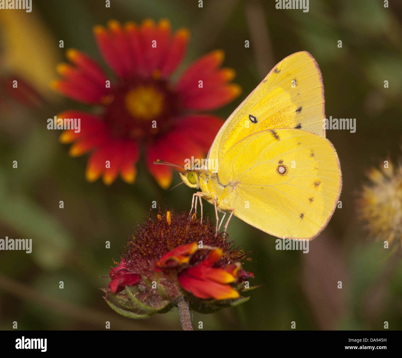 Bright yellow Clouded Sulphur butterfly feeding on an Indian Blanket flower with summer meadow background Stock Photo