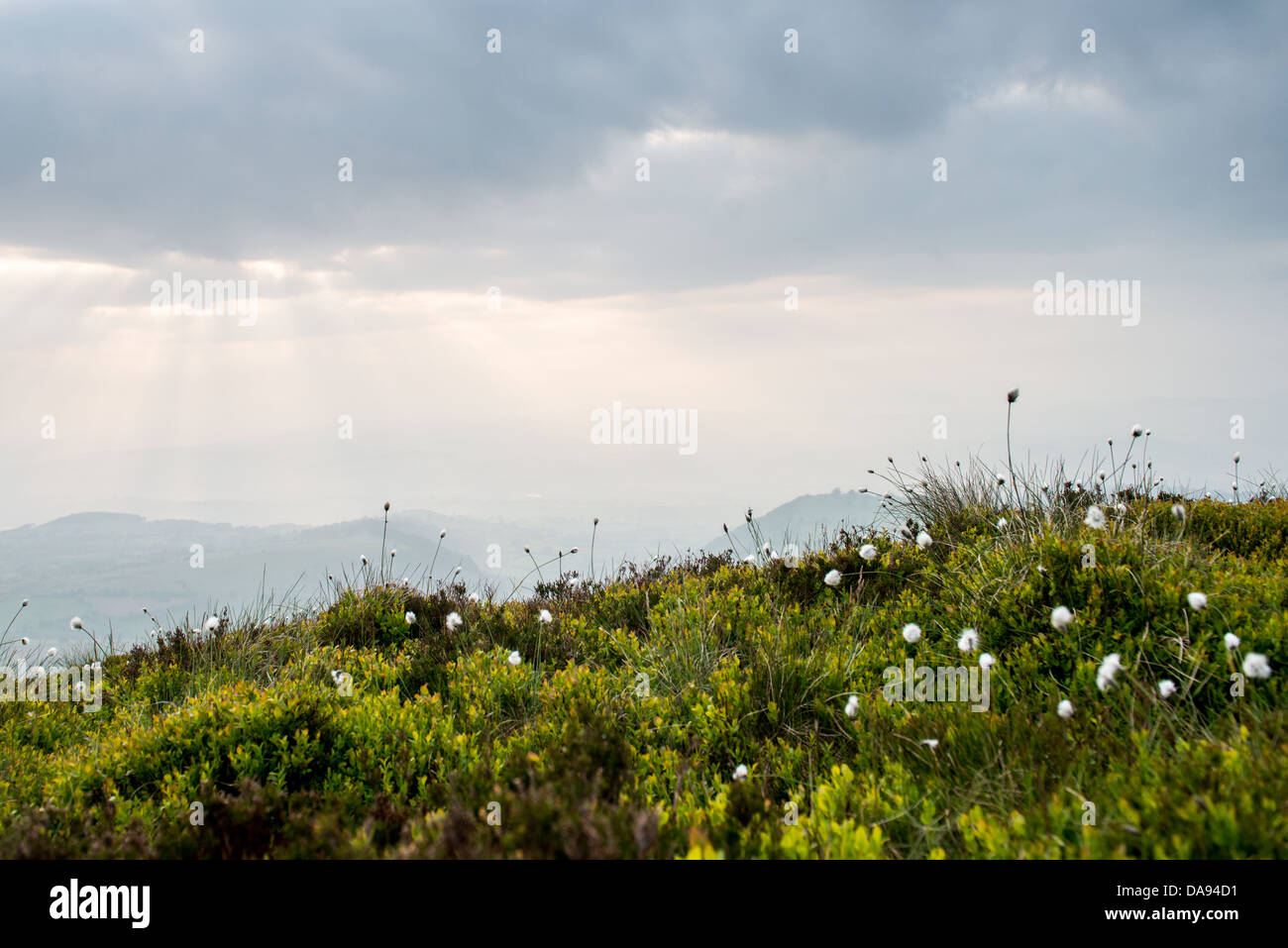 cotton grass on a mountain Stock Photo