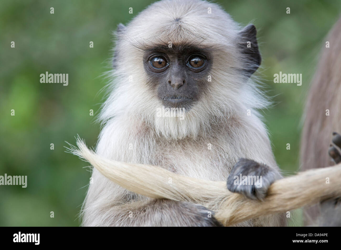 Grey Langur Monkey India Mother and child Semnopithecus entellus Stock Photo
