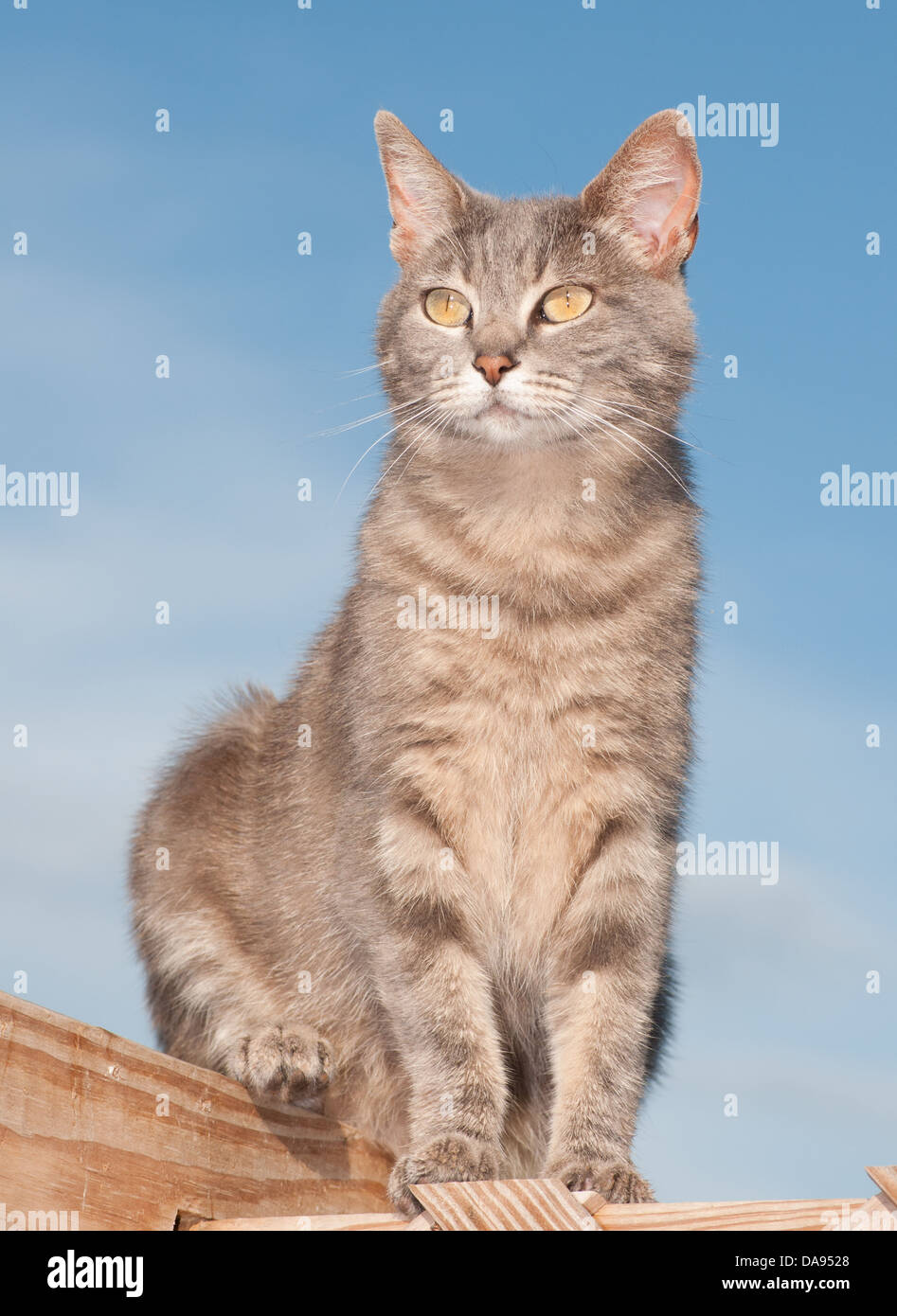 Cute blue tabby cat sitting on deck against blue sky Stock Photo - Alamy