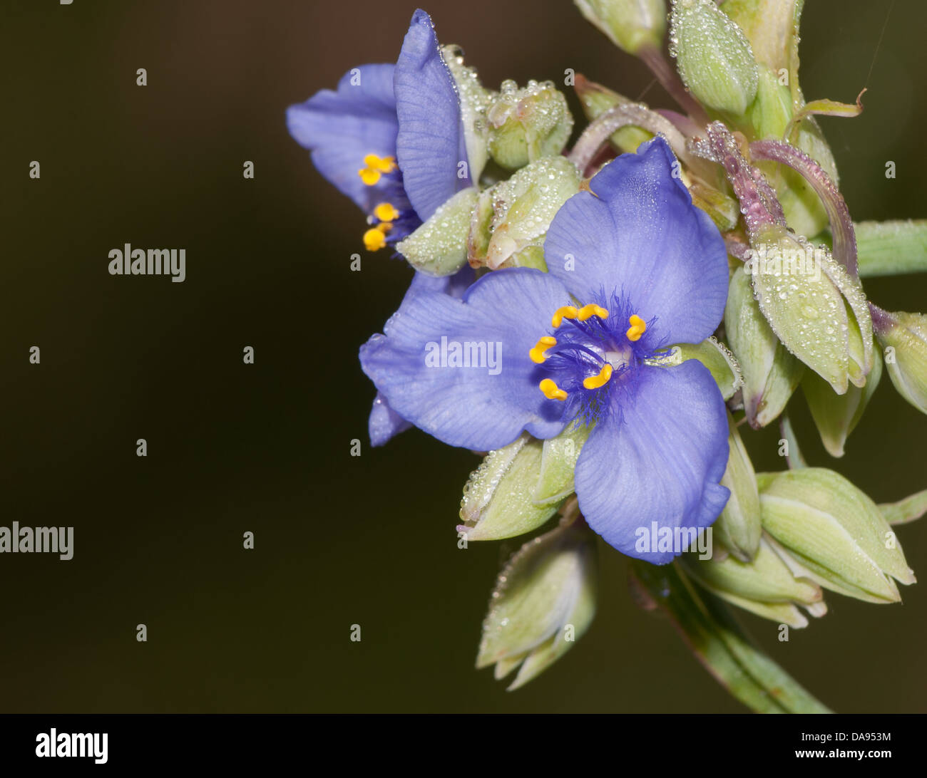 Beautiful blue Spiderwort flower with morning dew Stock Photo