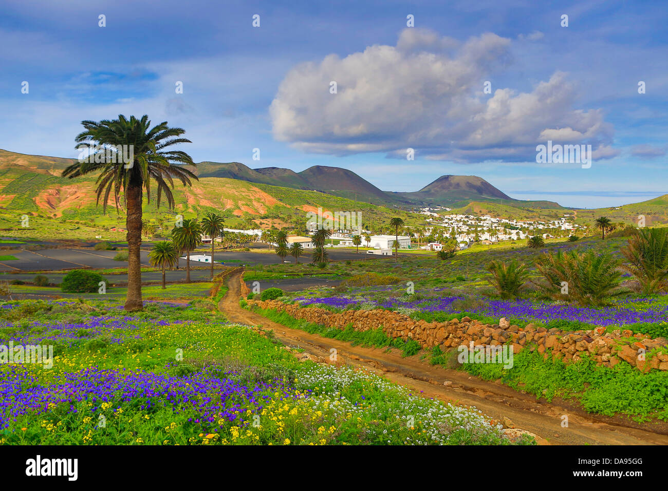 Spain, Europe, Canary Islands, Haria, Lanzarote, Mague, Village, agriculture, colourful, flowers, island, landscape, palm tree, Stock Photo