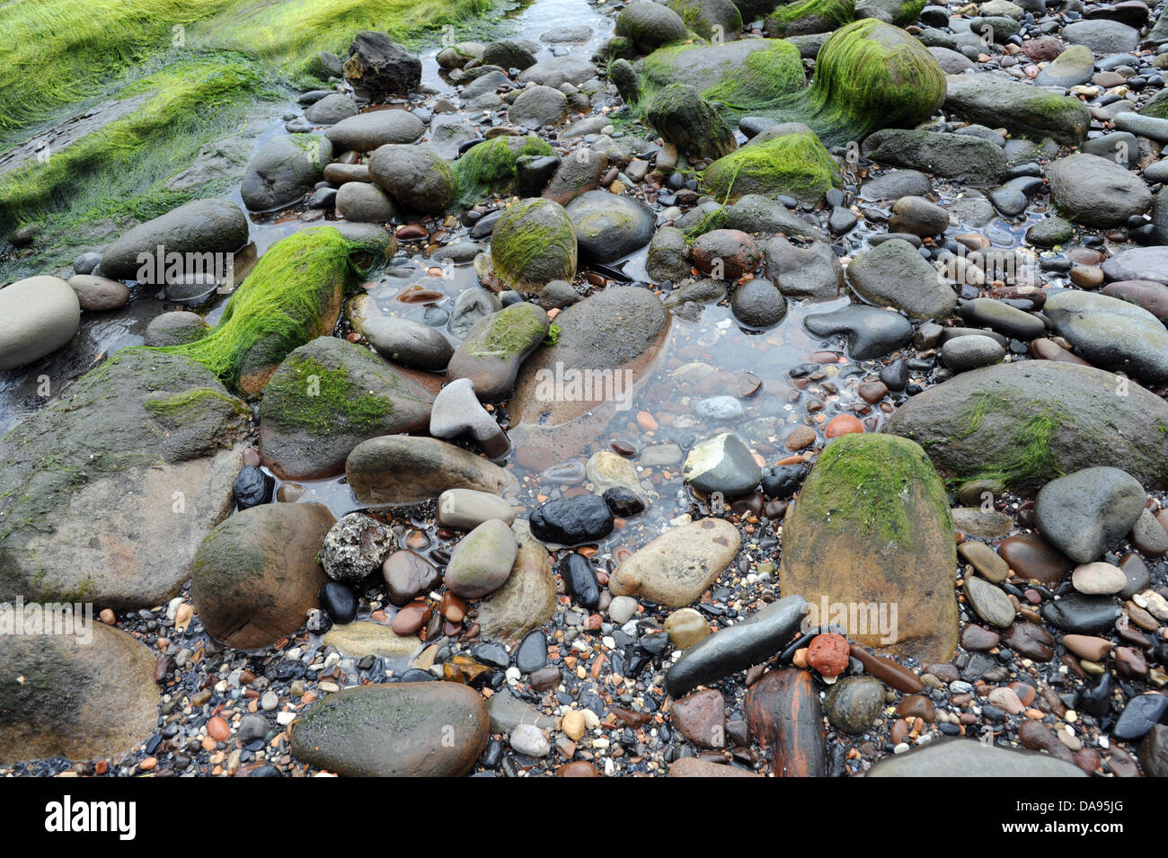 Small rock pool on a pebbly beach surrounded by green seaweed. Stock Photo