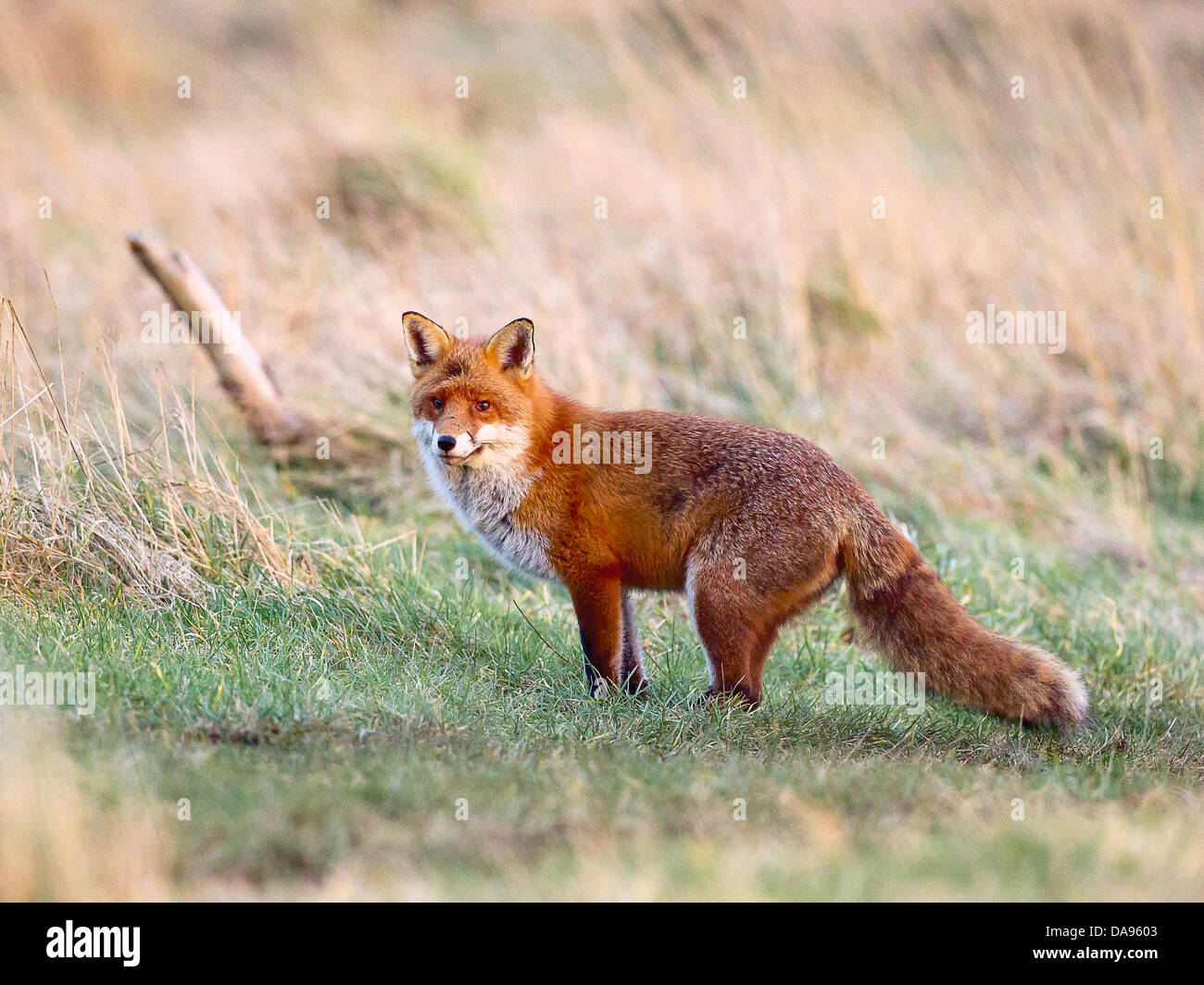 Fox hunting is wild grassland Stock Photo Alamy
