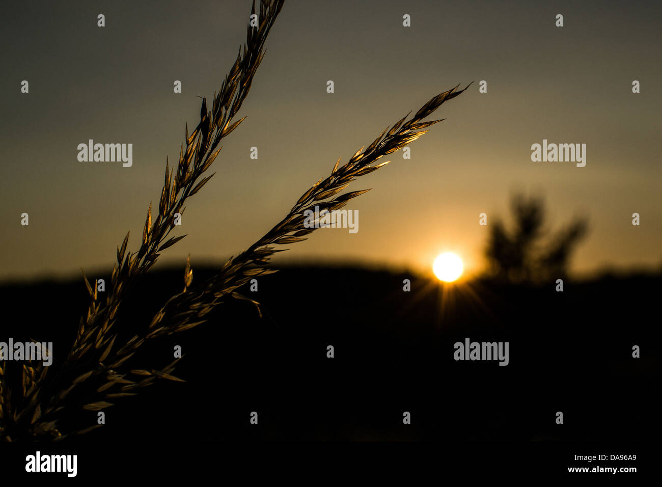Grass backlit with a sunset Stock Photo - Alamy
