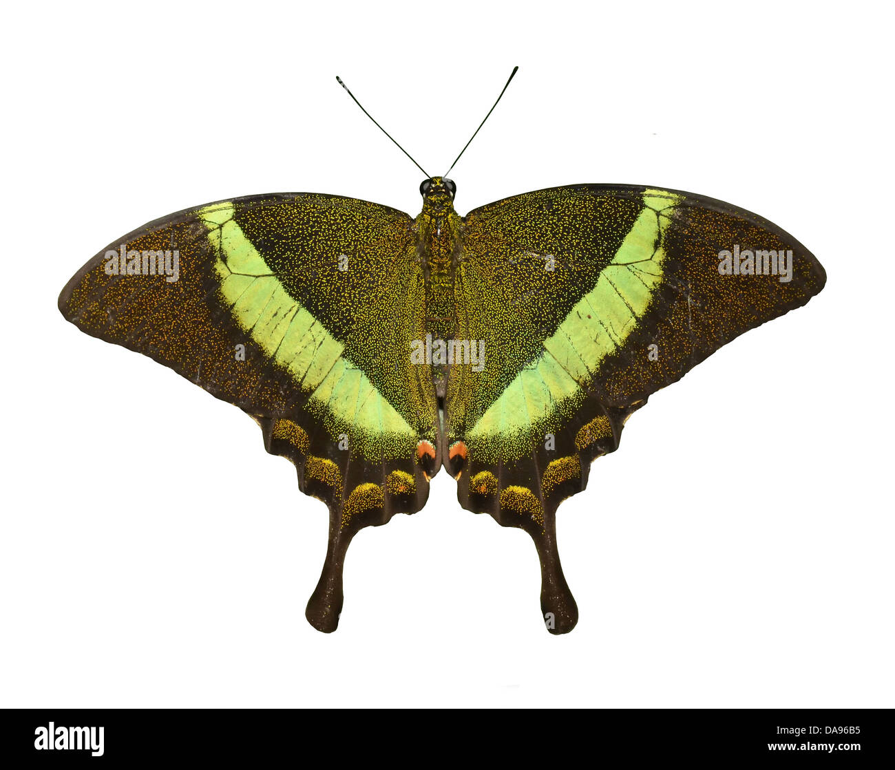the stunningly beautiful emerald swallowtail isolated against a white