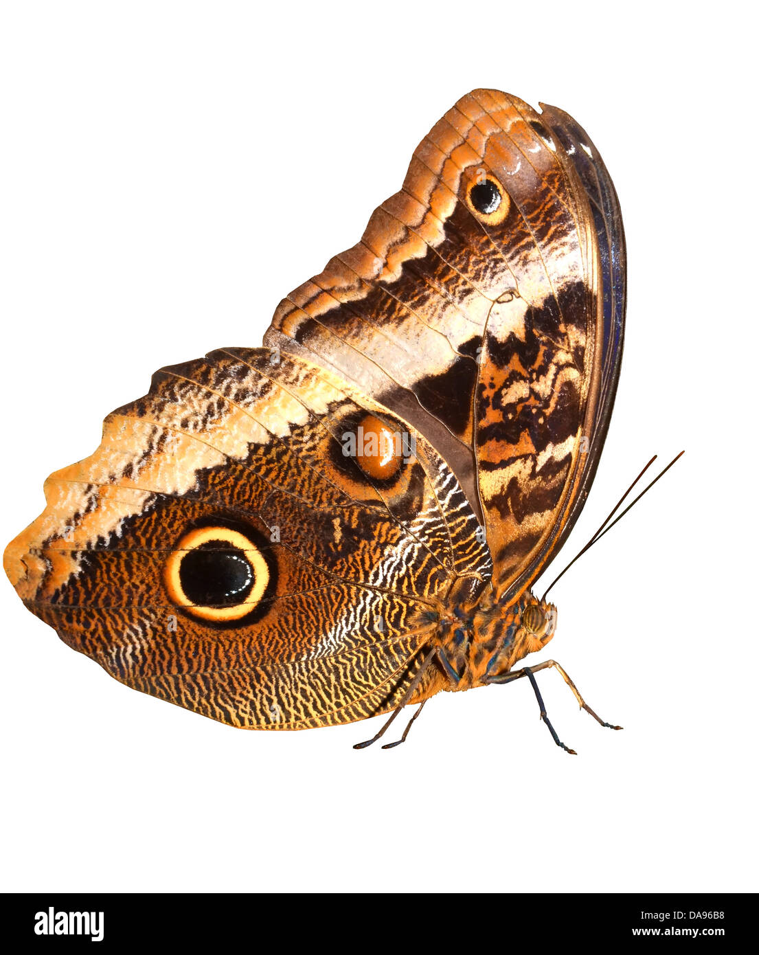The lare and magnificent owl butterfly, with large eye markings isolated against a white background. Standing, and right side vi Stock Photo
