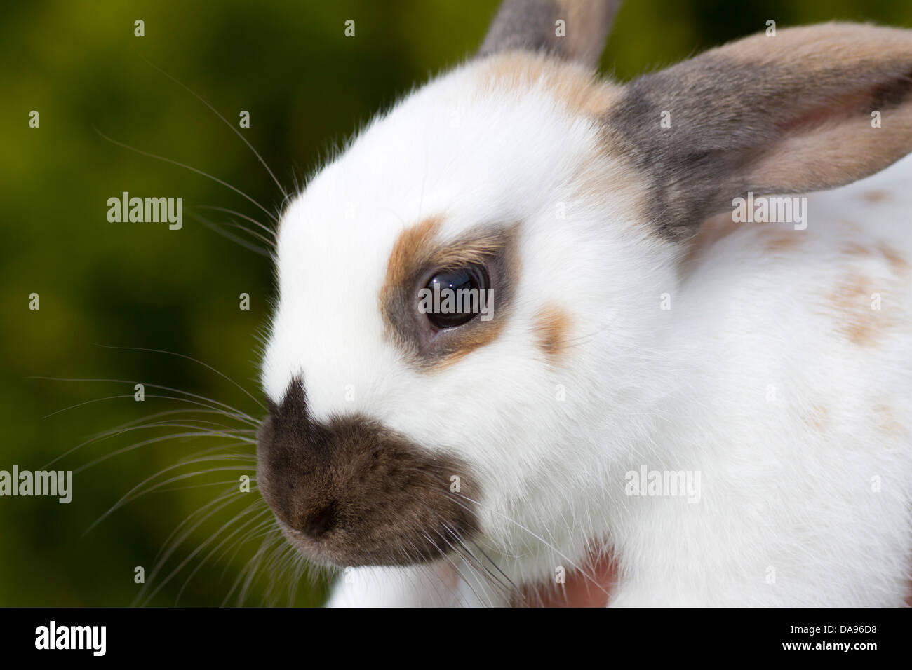 Rabbits, English Spot, Spot, Thuringian, color, portrait, domestic animal, pet, Stock Photo