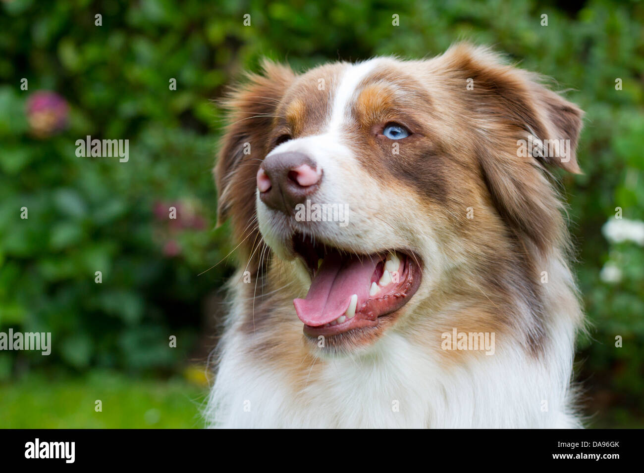 Australian Shepherd, shepherd, dog, sheepdog, portrait, animal, domestic animal, pet, Stock Photo