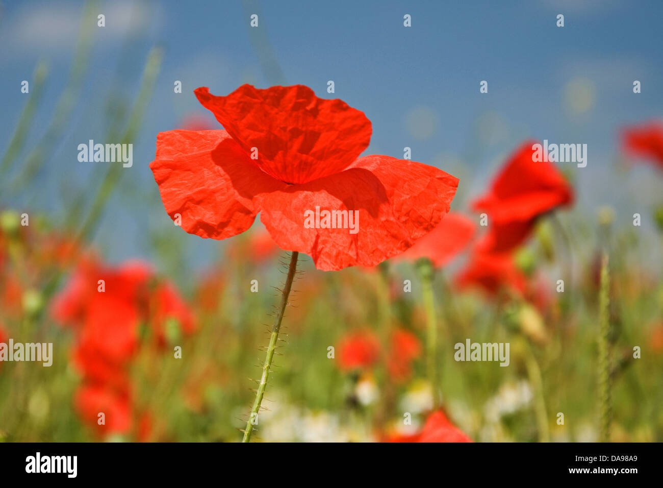 Field of poppies Stock Photo - Alamy