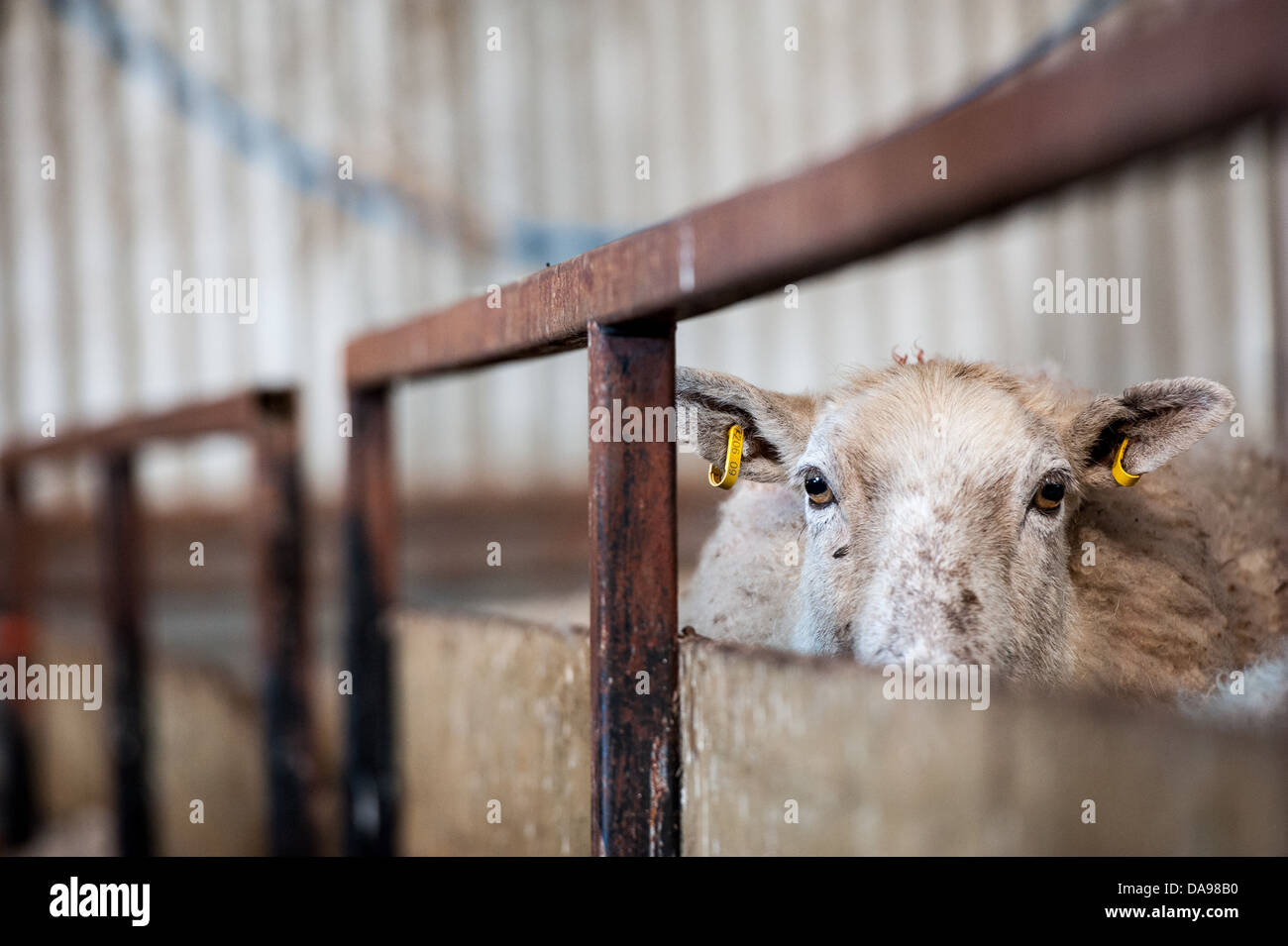 Devious looking sheep looking through a pen Stock Photo
