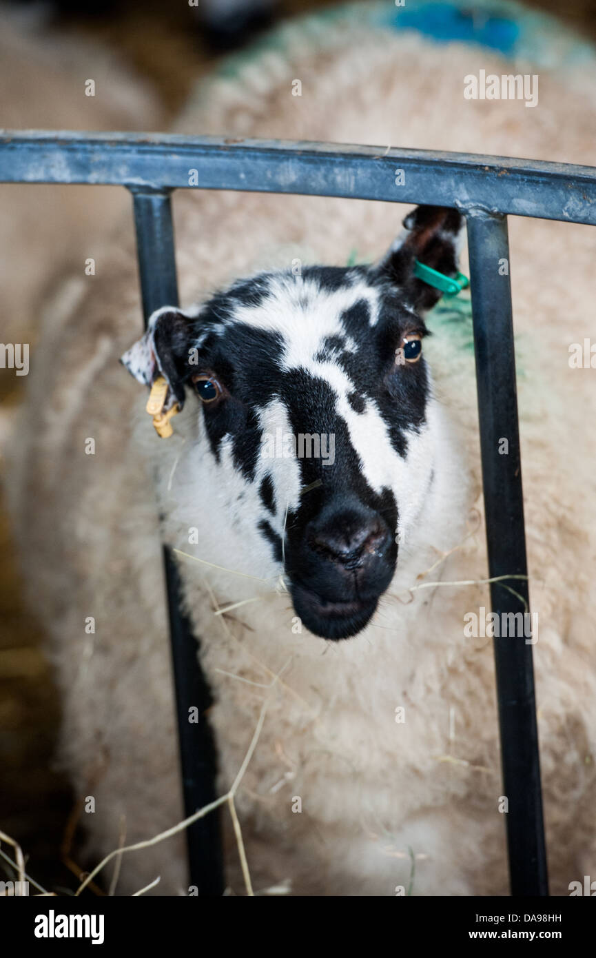 sheep feeding in a barn during lambing season Stock Photo