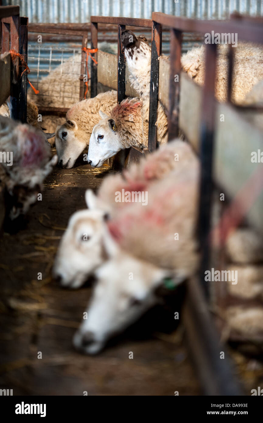 sheep feeding in a barn during lambing season Stock Photo