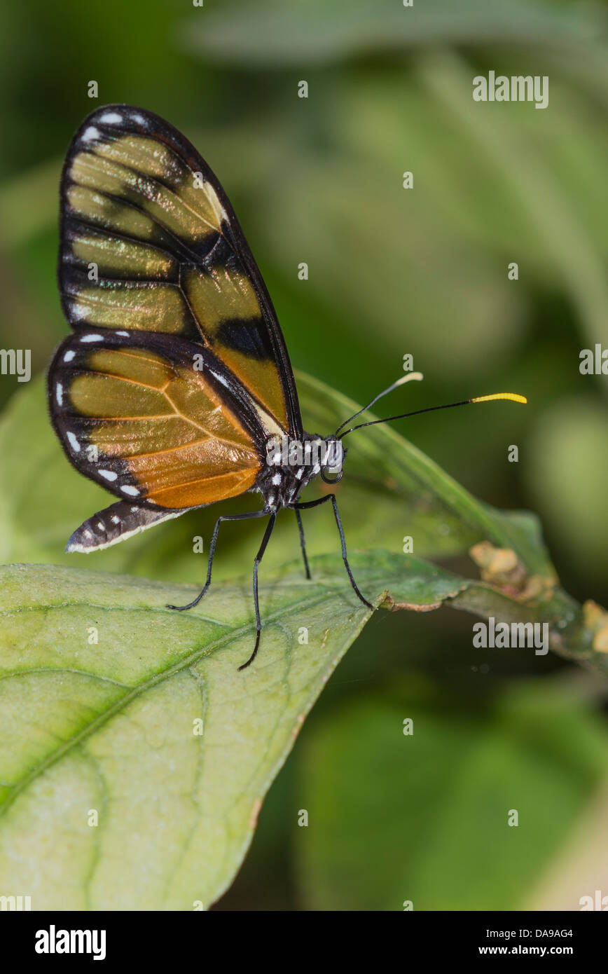 A Giant Glasswing butterfly at rest Stock Photo