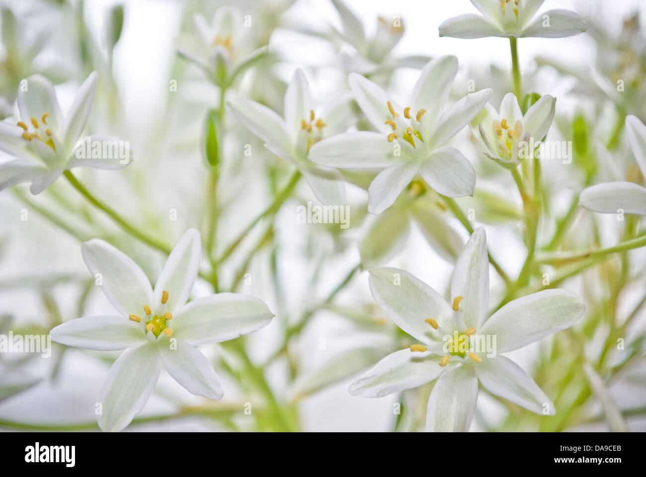 White Roses Cut White cut flowers hi-res stock photography and images - Alamy