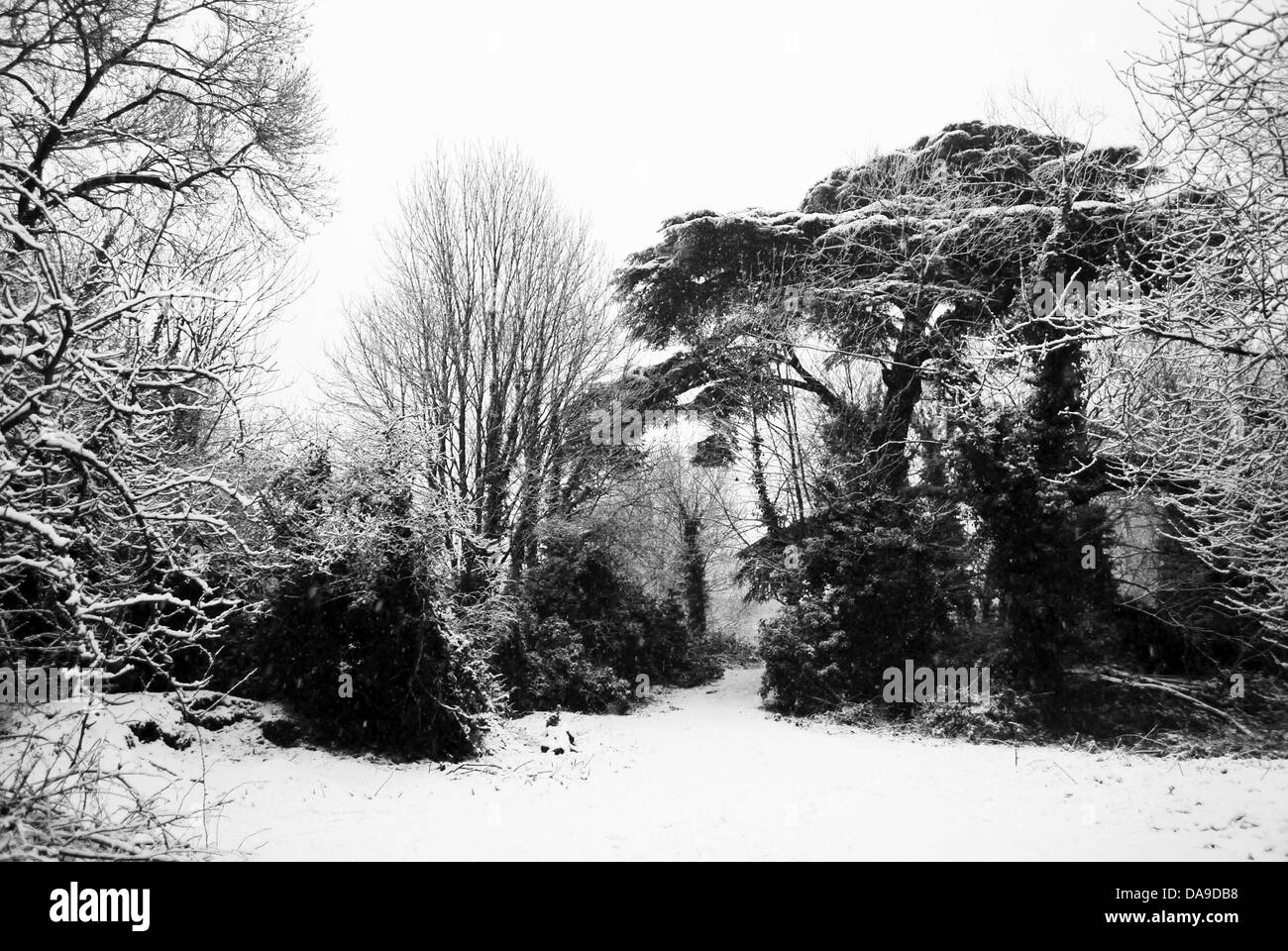 A black and white winter landscape. Stock Photo