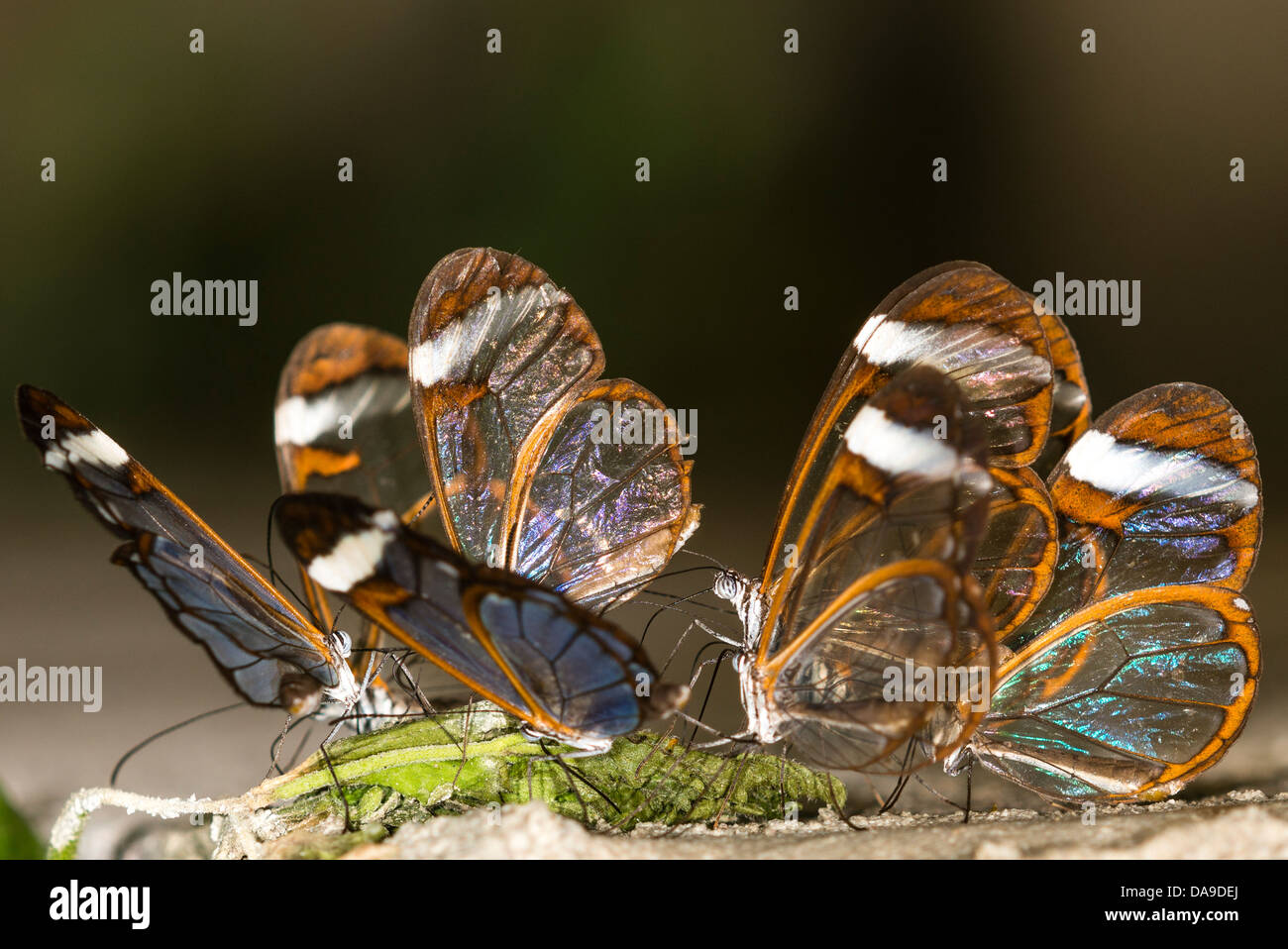 Clearwing butterflies feeding Stock Photo