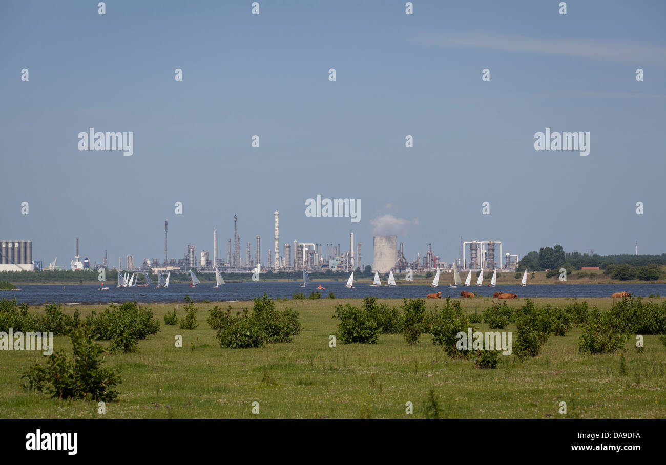 Cows in front of the Braakman Creek  with sailing boats and Dow Chemical industry  on the background Stock Photo