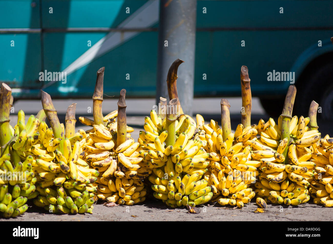 Large bunches of bananas for sale at the weekly market in Pujili
