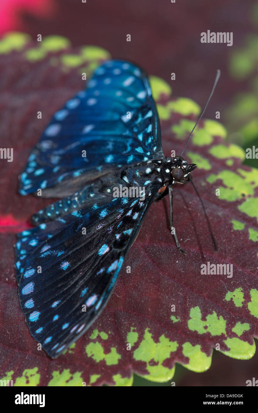A Starry Cracker butterfly Stock Photo Alamy