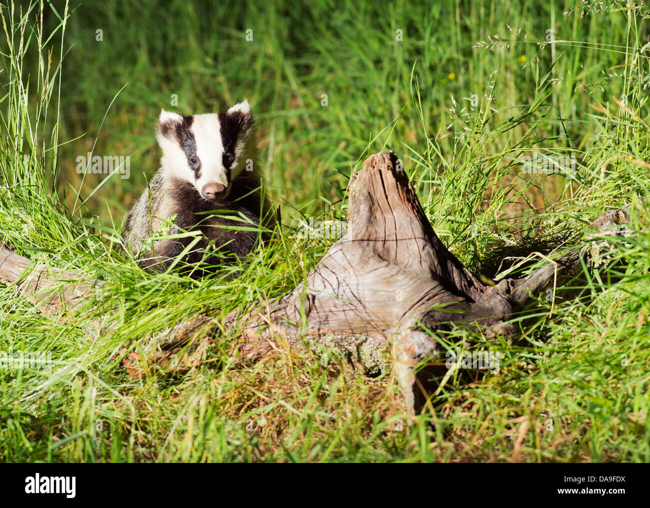 Well grown Badger Cub in Scottish woodland Stock Photo