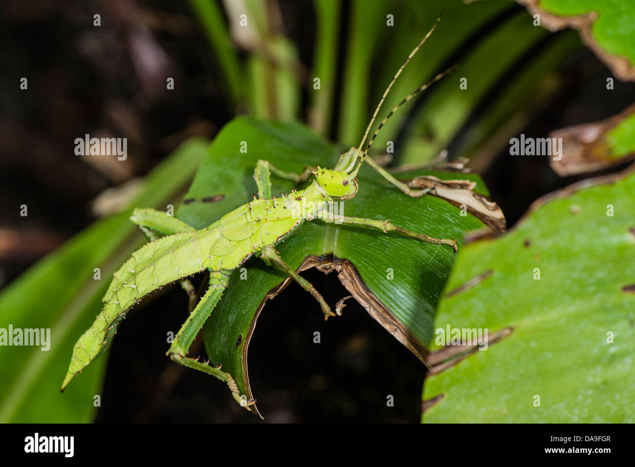 A Jungle Nymph insect Stock Photo Alamy