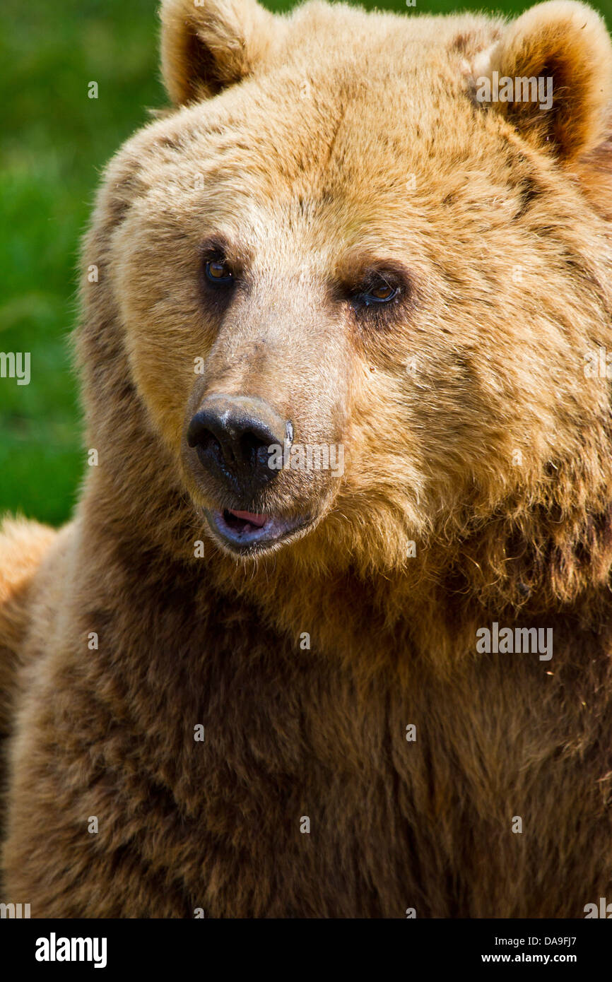 Eurasian Brown Bear Stock Photo