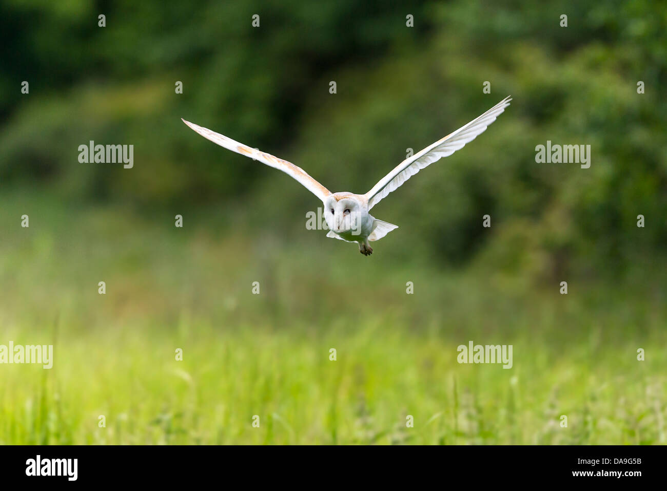 Barn Owl flying low hunting in grass field Stock Photo