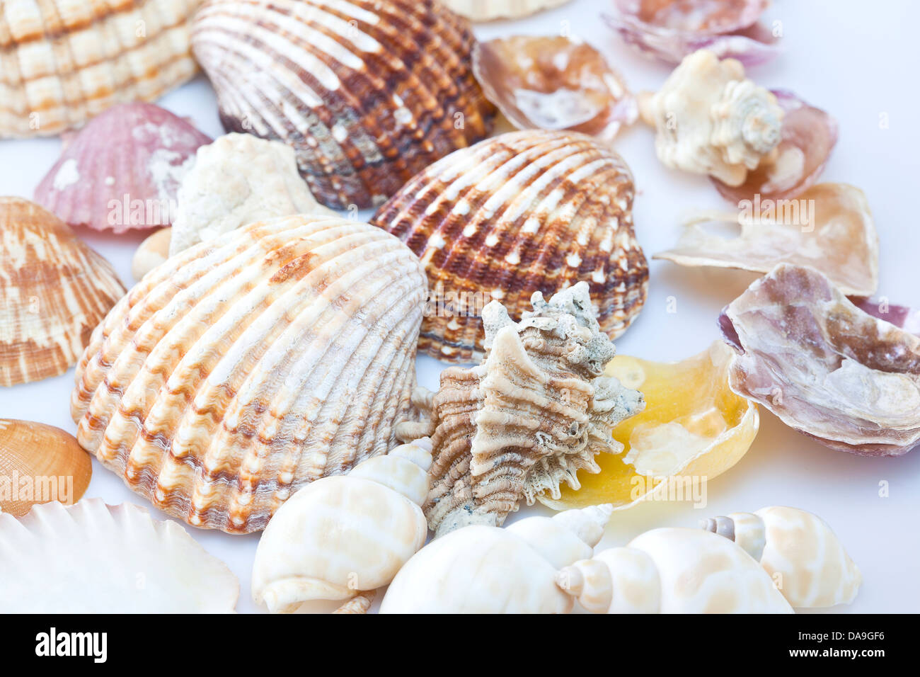 Variety of sea shells. Stock Photo
