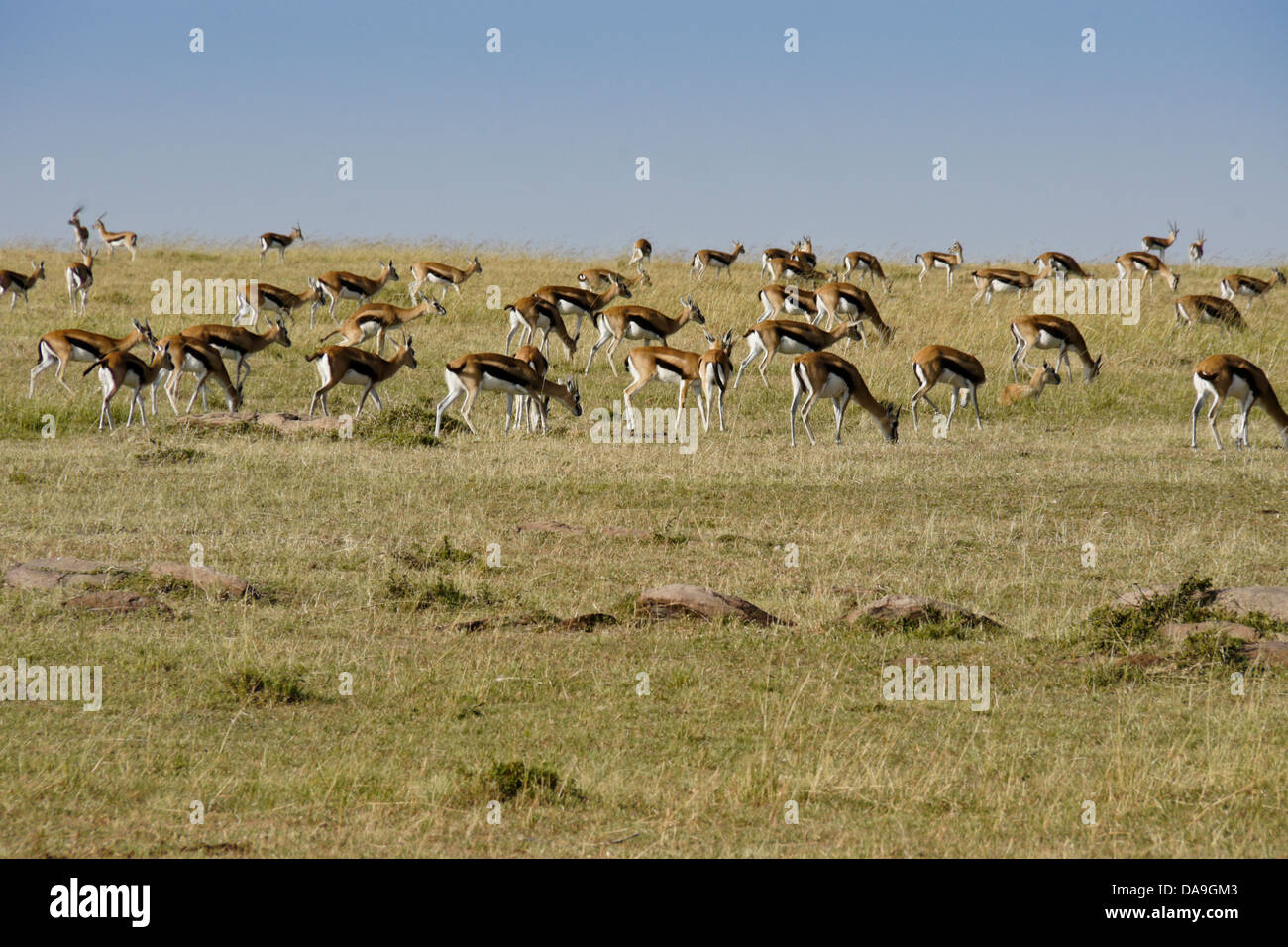 Herd thompson gazelle grazing hi-res stock photography and images - Alamy