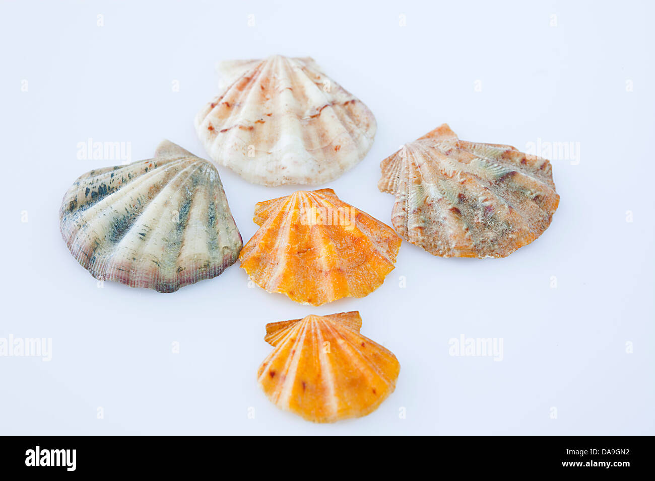 Five little shells. Stock Photo