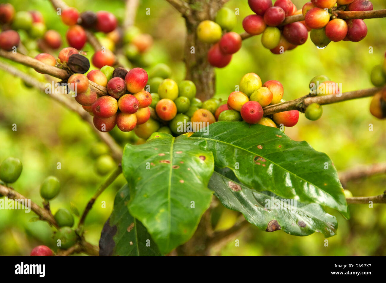 Ethiopian Coffee Plants
