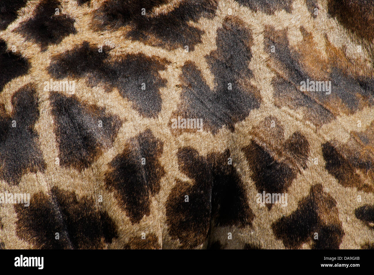 Coat pattern of Masai giraffe, Kenya Stock Photo
