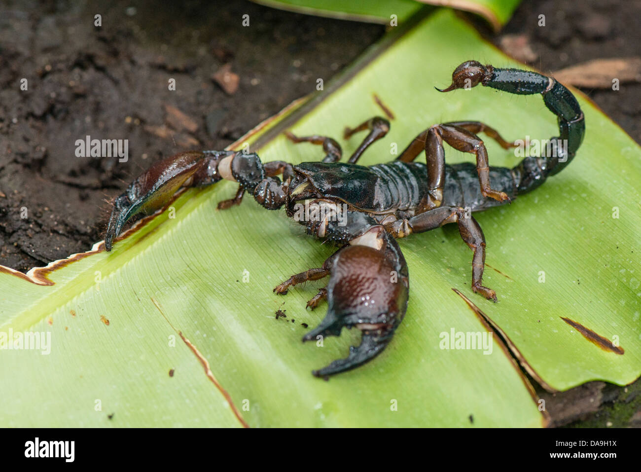 A Red Clawed scorpion Stock Photo