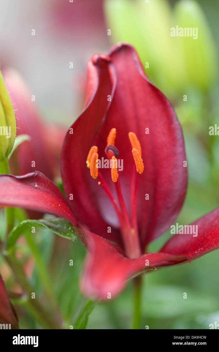 Asiatic Lily Garden High Resolution Stock Photography and Images - Alamy