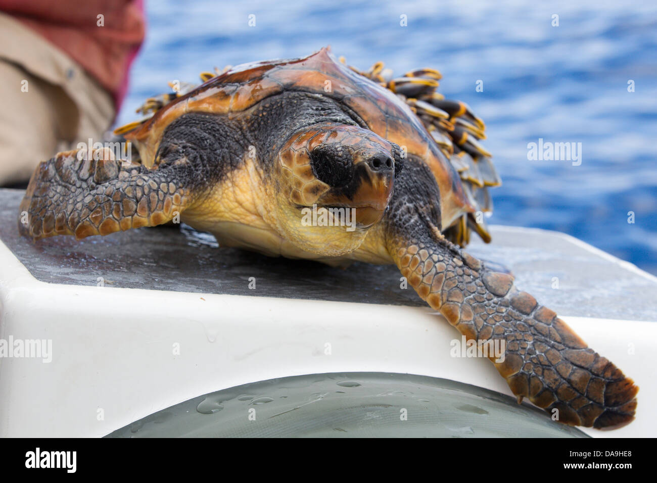 Loggerhead sea turtle, Caretta caretta, Unechte Karettschildkröte, Pico, Azores, animal caught for rescue, barnacles attached Stock Photo