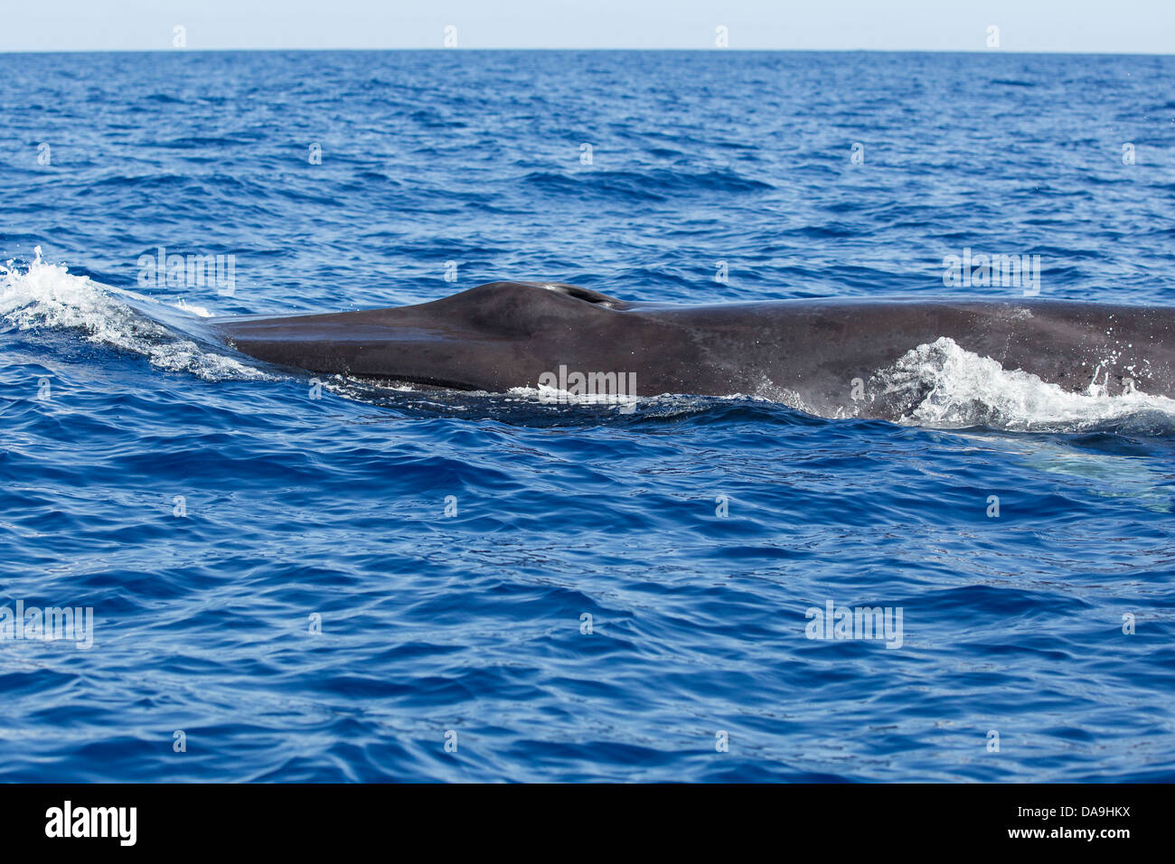 Fin Whale, Balaenoptera physalus, Finnwal, head with blowhole and mouth, Lajes do Pico, Azores, Portugal Stock Photo
