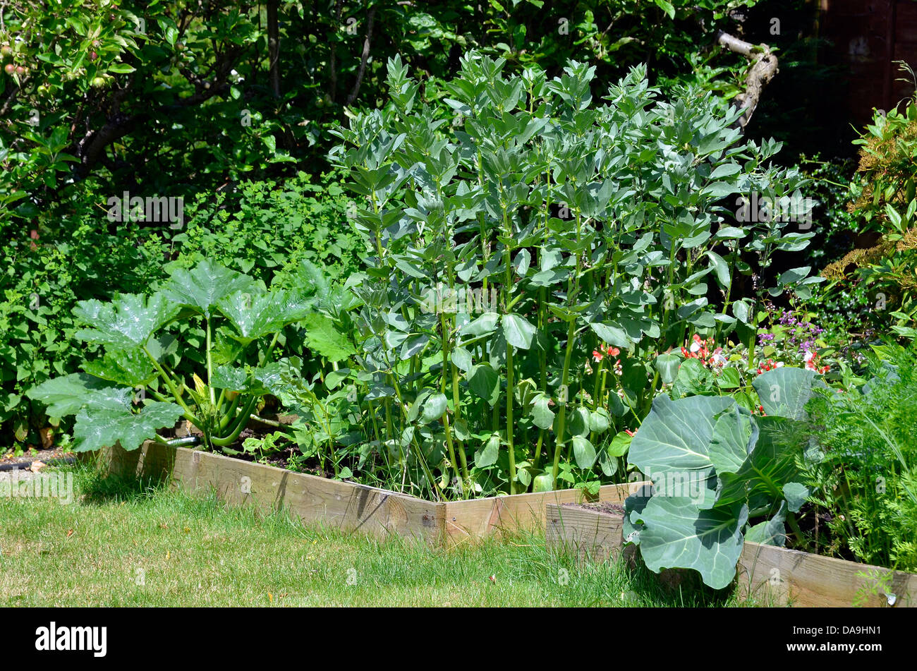 Courgette, broad bean, cabbages and runner beans growing in small
