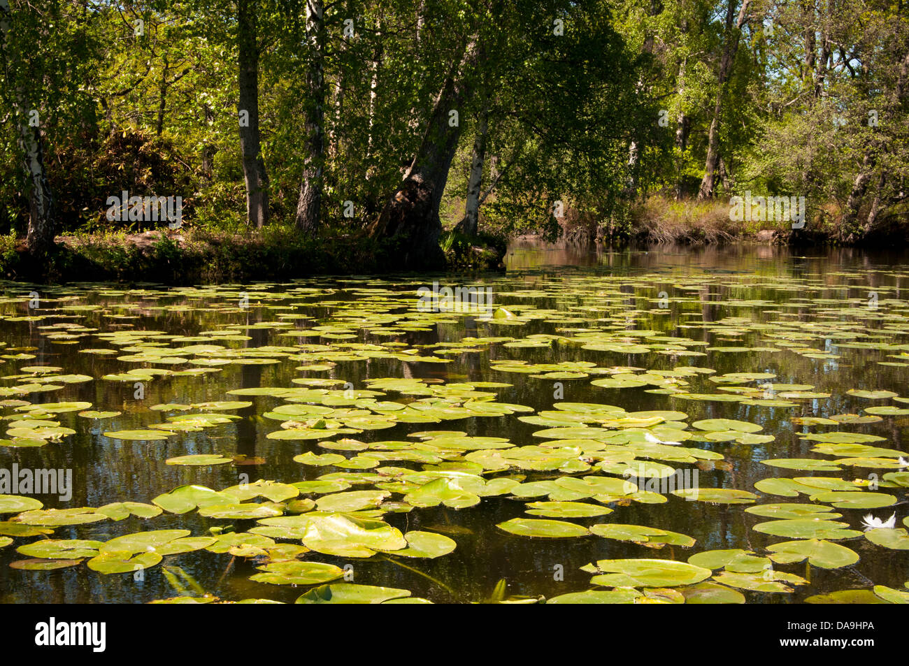 Lily pond with trees Stock Photo Alamy