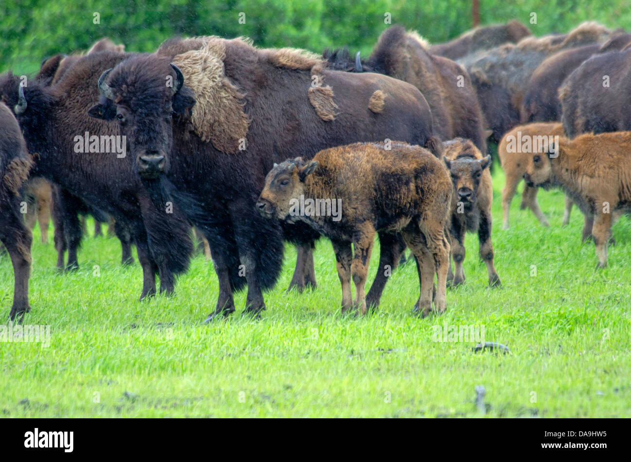 wood buffalo, buffalo, babies, bison bison, athabascae, Alaska