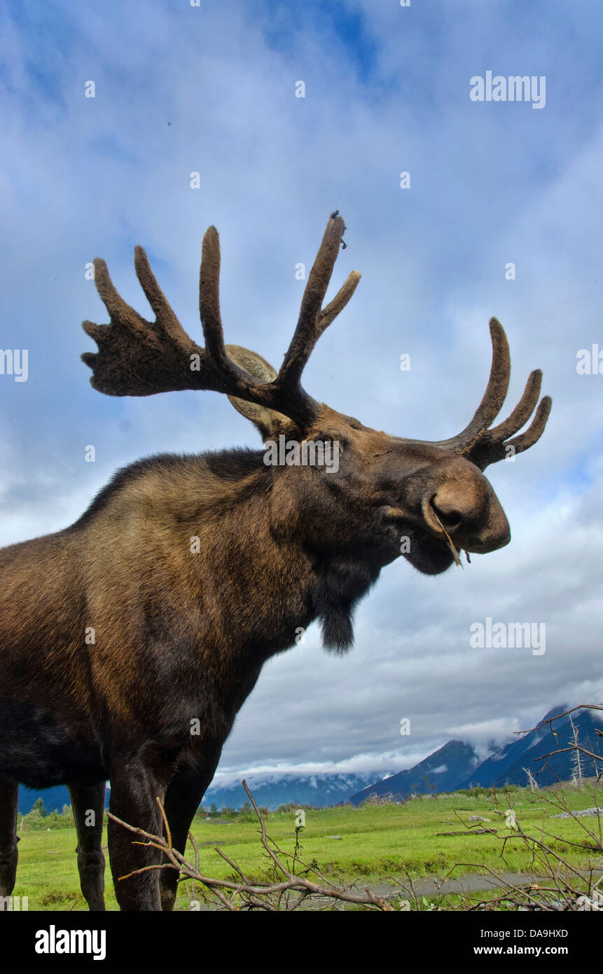 moose, alces alces, animal, Alaska, wildlife, conservation center, USA, Stock Photo