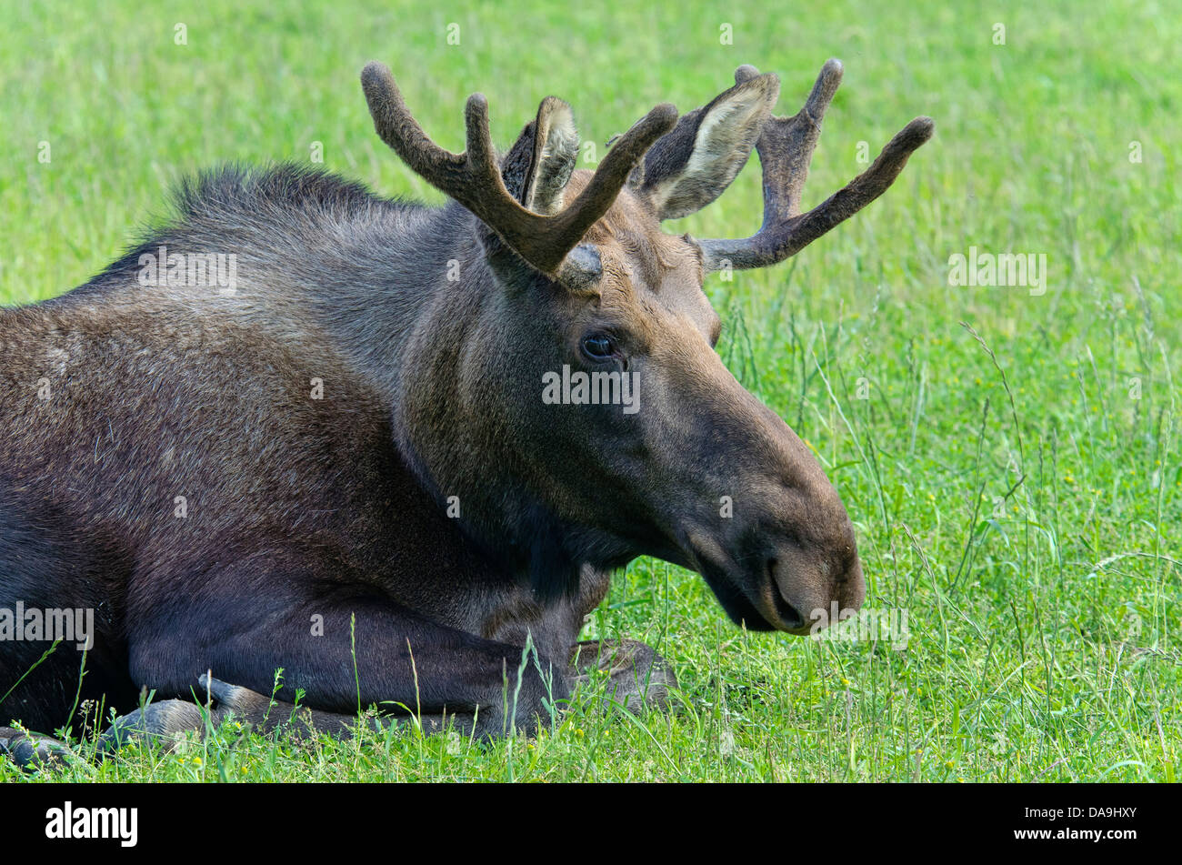 moose, alces alces, animal, Alaska, wildlife, conservation center, USA, Stock Photo