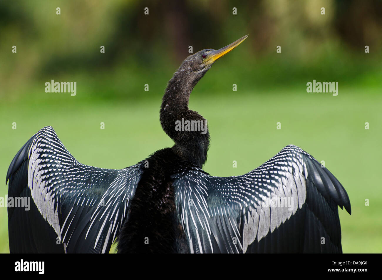 anhinga, anhinga anhinga, Florida, USA, bird, black Stock Photo