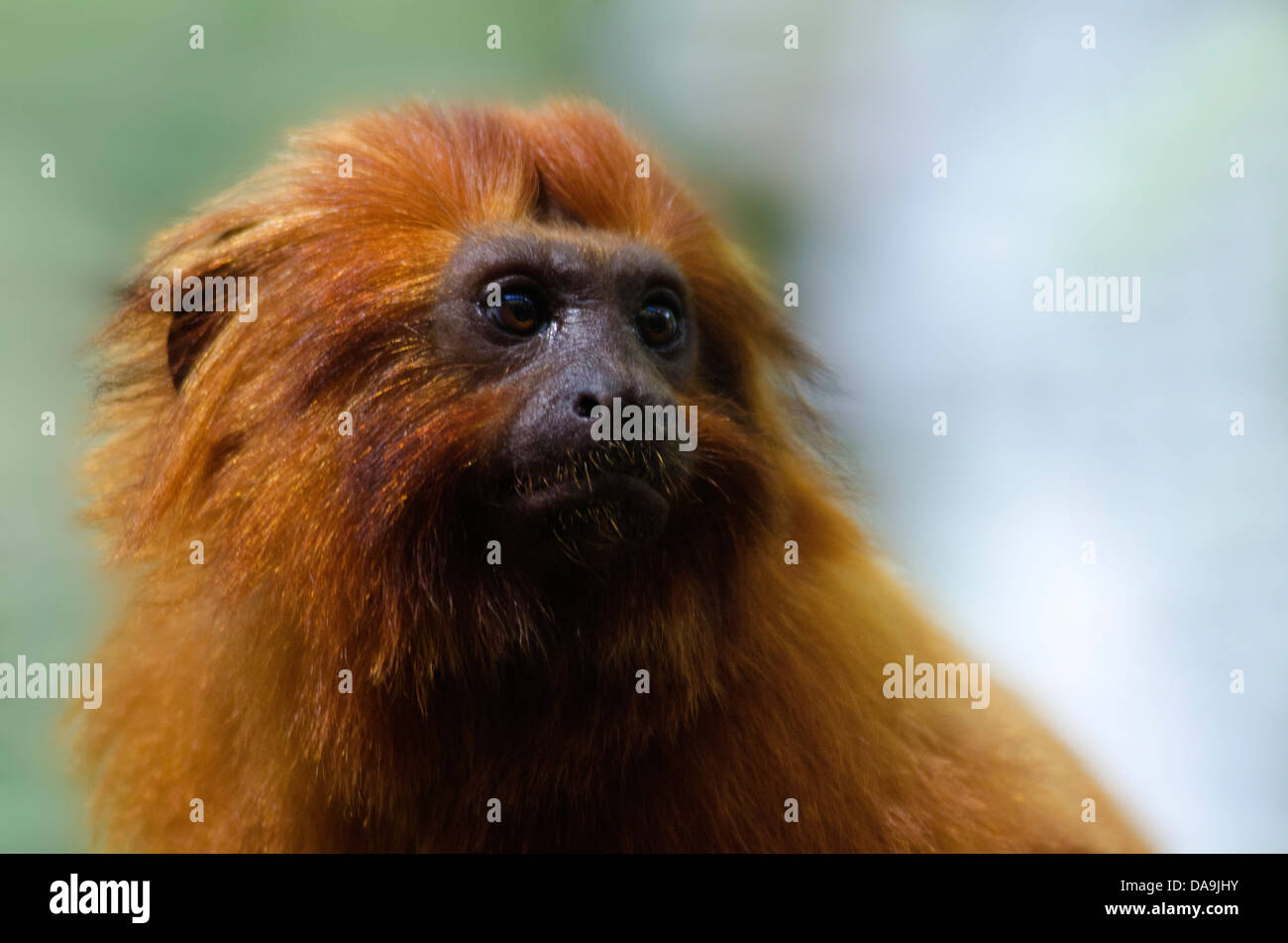 golden lion tamarin, leontopithecus rosalia, animal, tamarin, ape, monkey Stock Photo