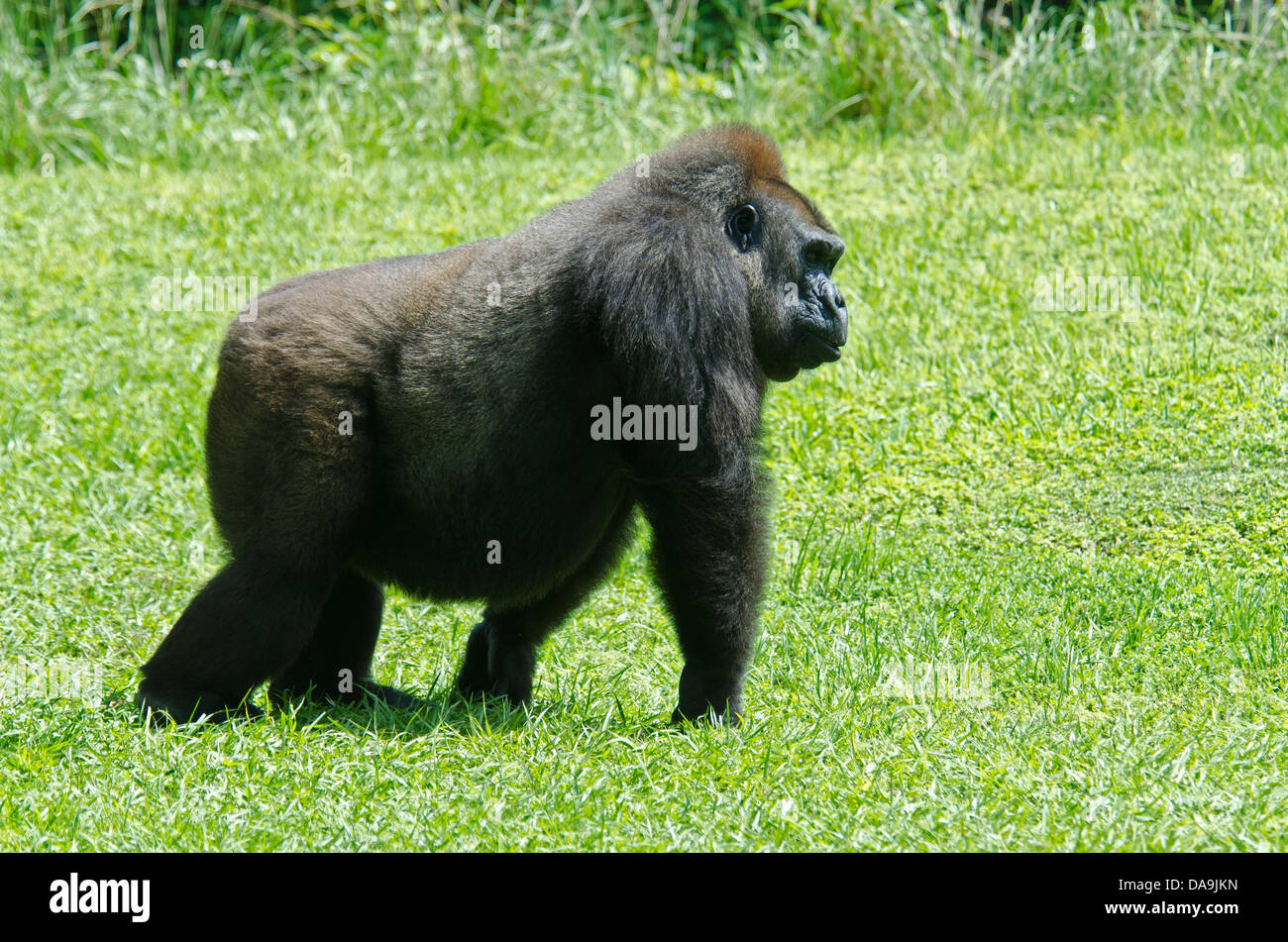 western lowland gorilla, gorilla, ape, monkey, animal Stock Photo
