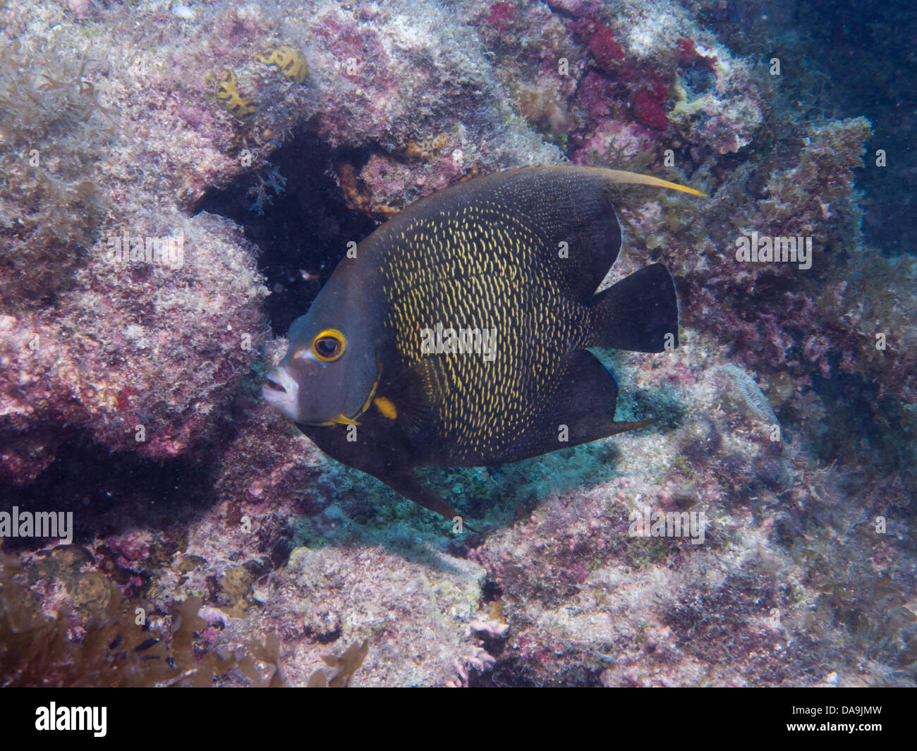 french angel fish Pomacanthus paru at Abrolhos marine park, Bahia, Brazil Stock Photo