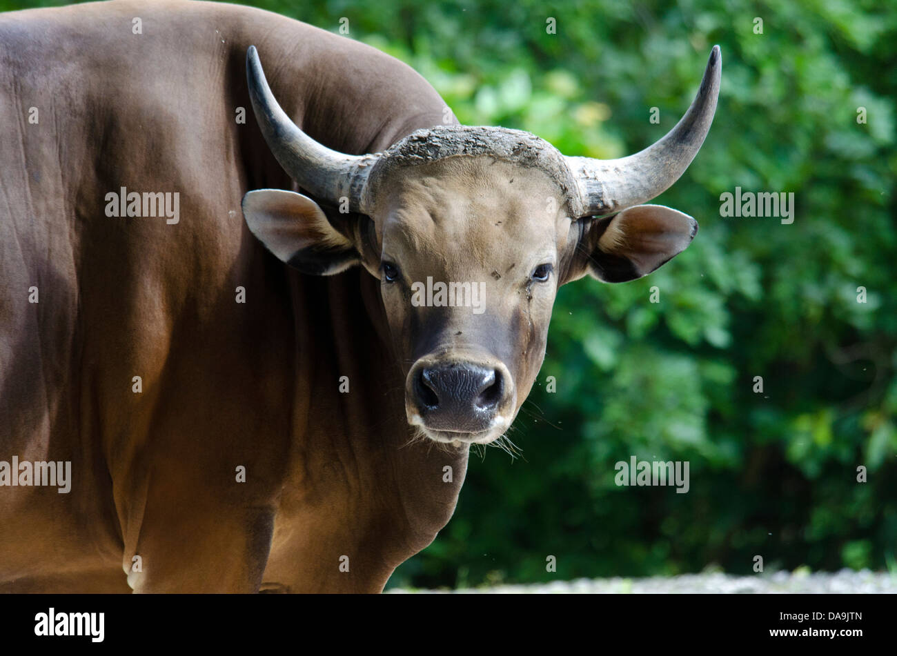 Gaur animal hi-res stock photography and images - Alamy