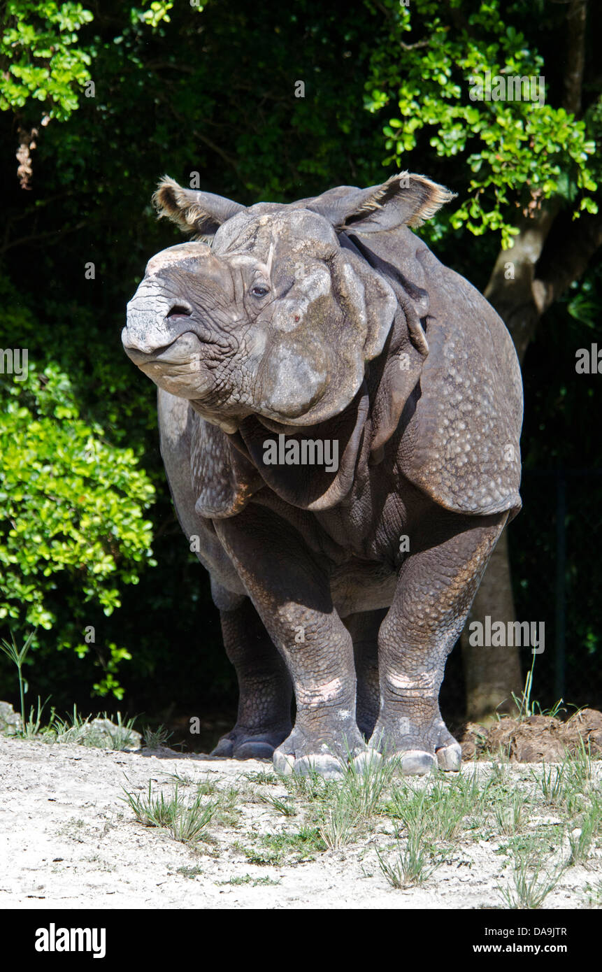 one, horned, rhino, rhinoceros unicornis, rhinoceros, animal Stock Photo